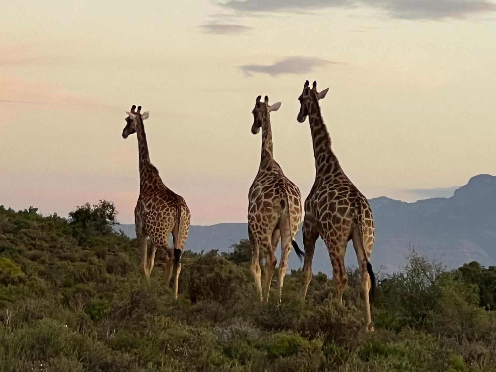 Aardvark Bioreserve Ladismith Exterior photo