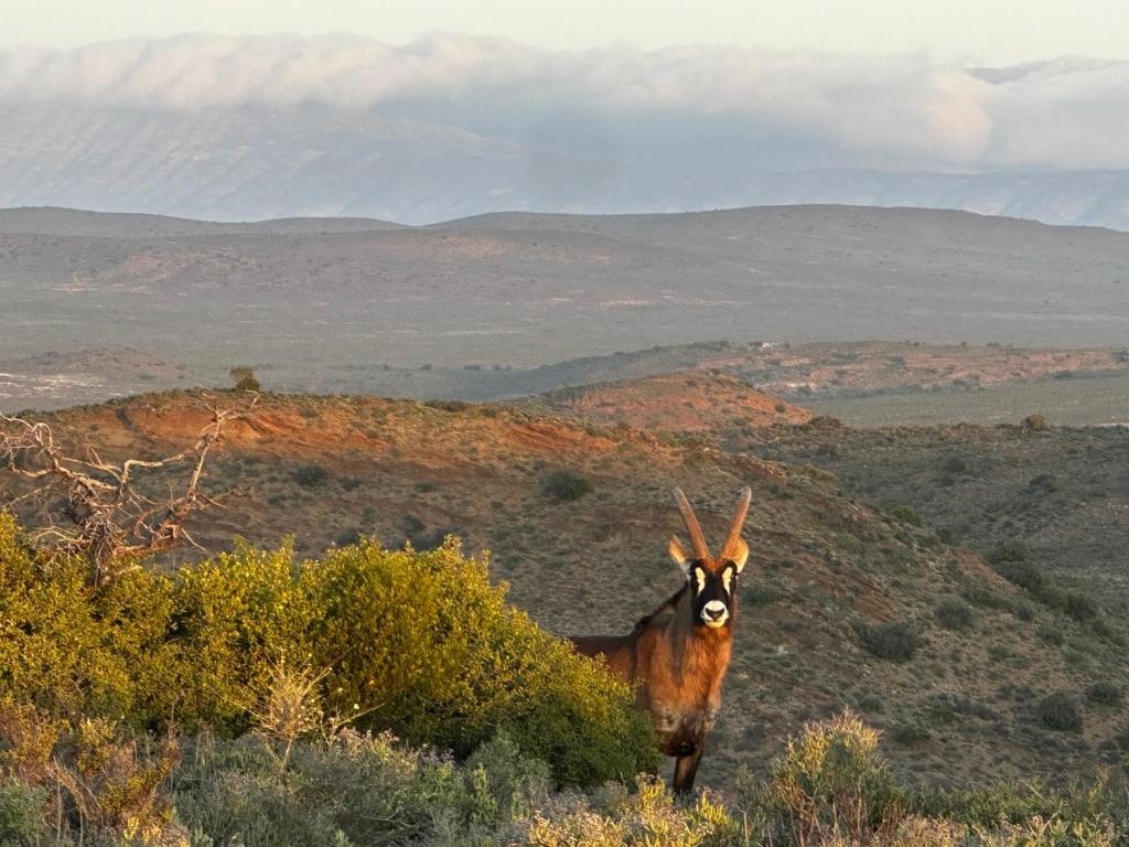 Aardvark Bioreserve Ladismith Exterior photo